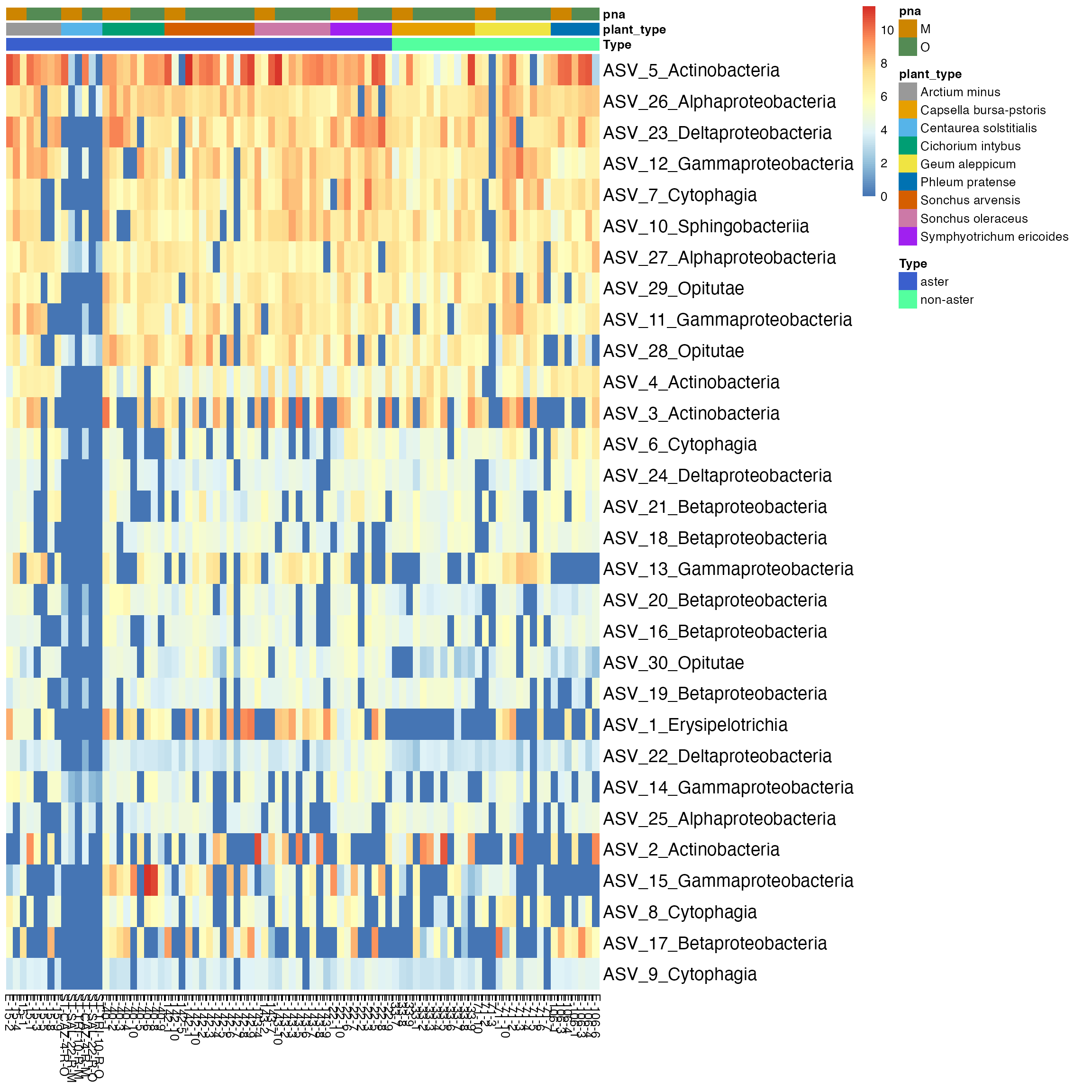 Figure 3: Thirty most abundant ASVs were selected in all specimens. Taxa are labeled by Class on rows, and specimens are on the columns of the heatmap. Some specimens from Centaurea solstitialis plant have the most abundant ASVs of the Class Actinobacteria, Alphaproteobacteria, Sphingobacteria, and Gammaproteobacteria.
