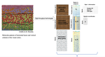 Replicated (multiple view) spatial point pattern - application to spatial multi-omics